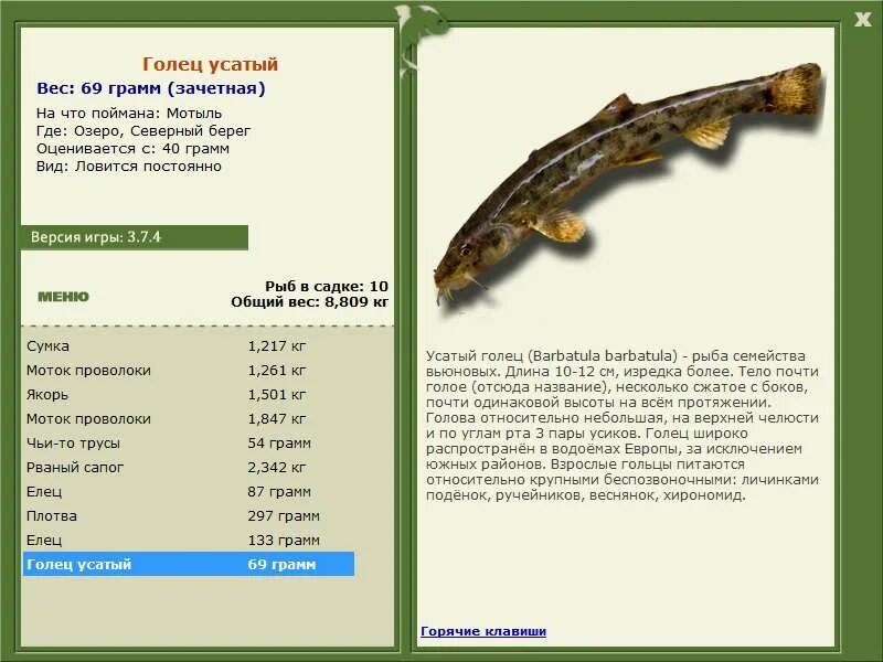 пятнистый губач рыба. усатый голец в реальной рыбалке. лосось описание. золотистая щиповка.