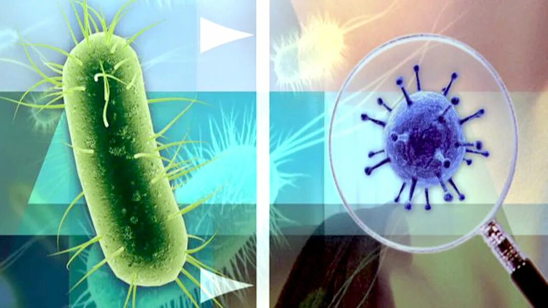 Медицинские бактерии. Бактерии в медицине. Bakteriyalar. Broberka bakteriya. Chirtuvchi bakteriya.