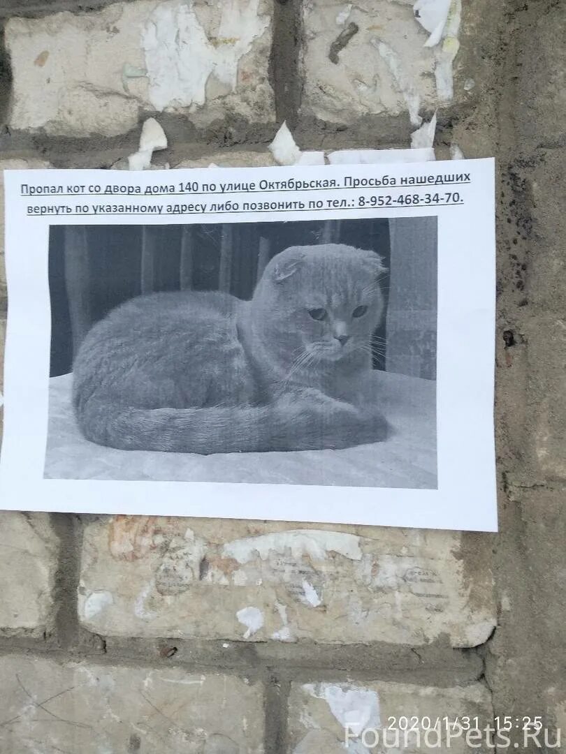 Как найти кошку на улице