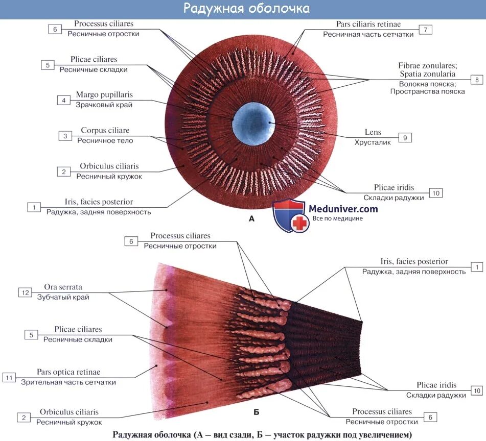 Радужка глаза анатомия. Sphincter pupillae и m. ciliaris.. Радужная оболочка глаза анатомия. Строение мышц глаза радужка. Наружная оболочка латынь