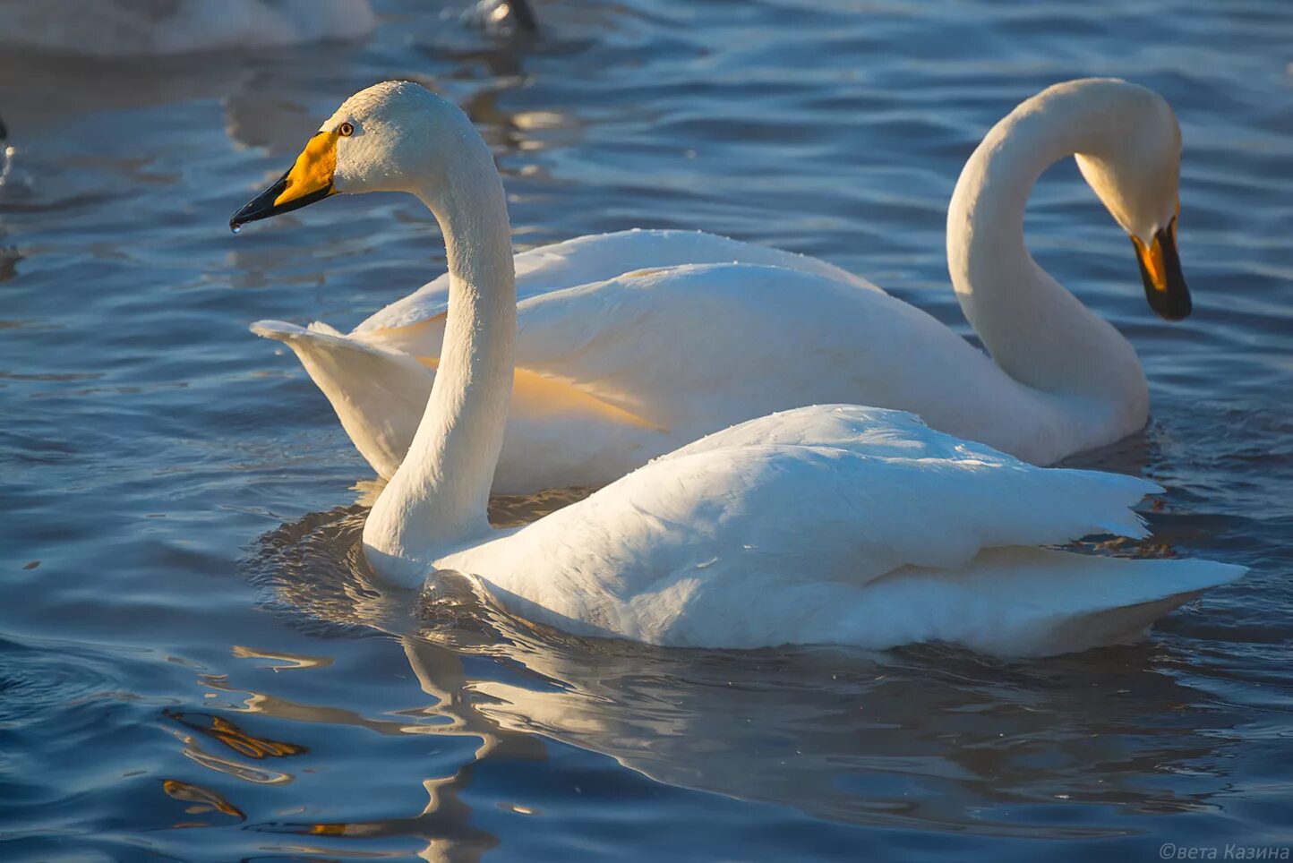 лебедь картинка. лебедь для детей. юрий золоторев картины. лебедь символ удмуртии. гатчина лебеди.