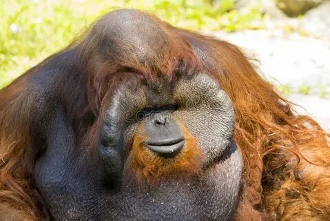 Orange monkey расширение что это