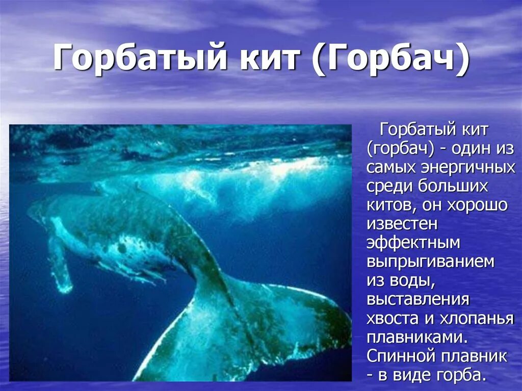 Люди в океане кратко. Сообщение о жителях морей и океанов. Интересные факты об обитателях моря. Животные обитающие в морях и океанах. Представители моря.