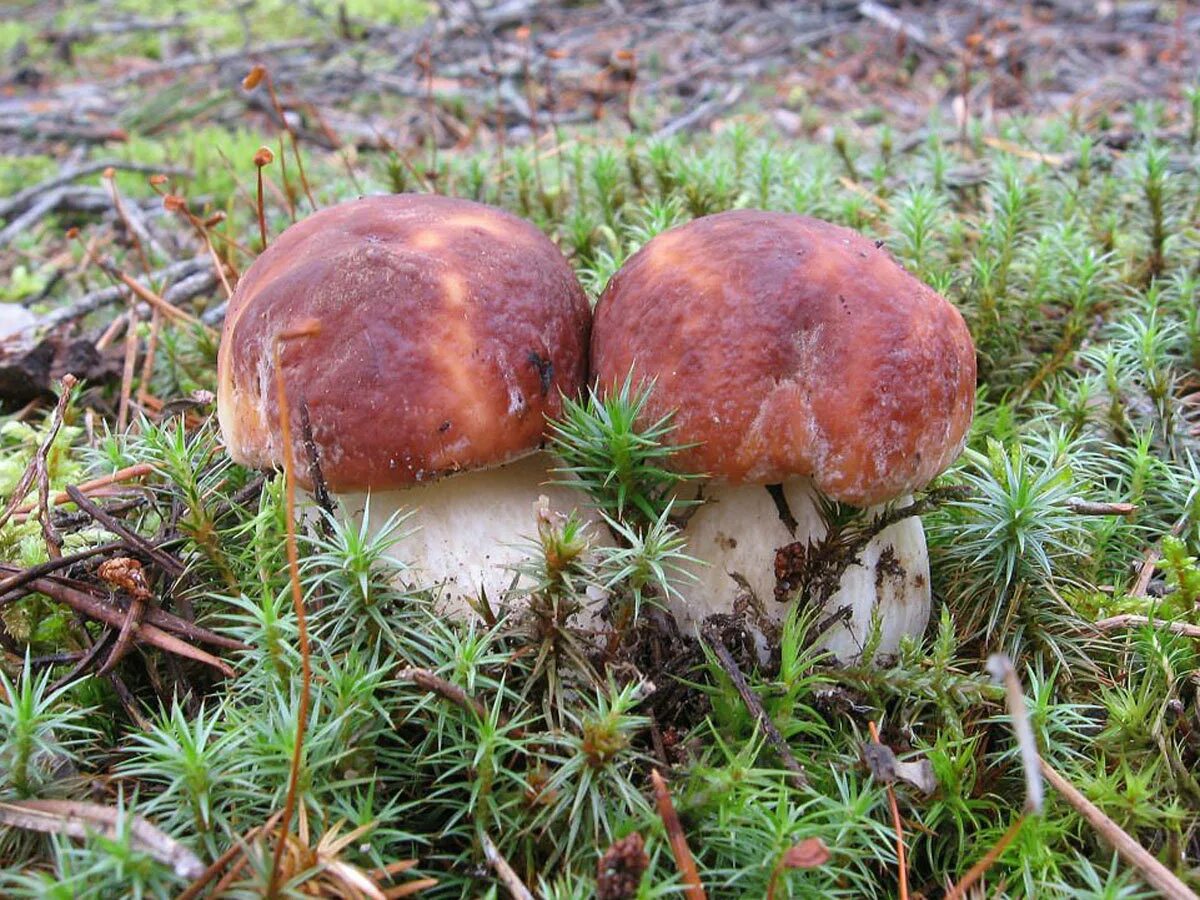 Болетус гриб. Боровики грибы лужский район. Гриб боровик. Белый гриб. Лес боровиков.