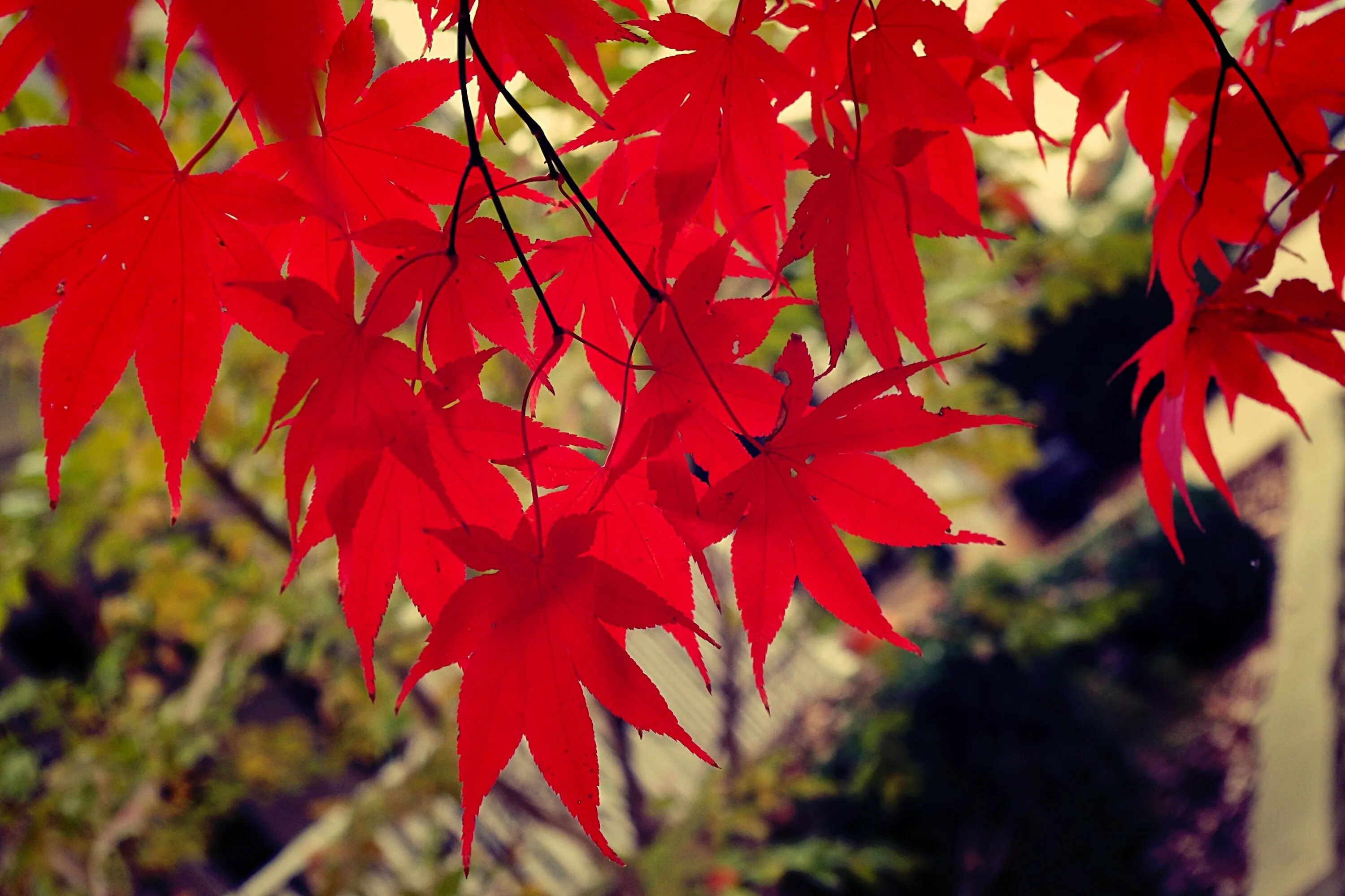 Листья краснеют по краям. Клен с красными листьями. Канадский клен. Красный лист. Цветок с красными листочками.