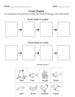 Food webs and food chains worksheet