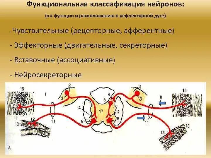 Нервные импульсы при осуществлении рефлекса. Рецепторы соматической рефлекторной дуги. Функции вставочного нейрона рефлекторной дуги. Морфологическая классификация нейронов таблица. 1. Функциональная классификация нейронов.