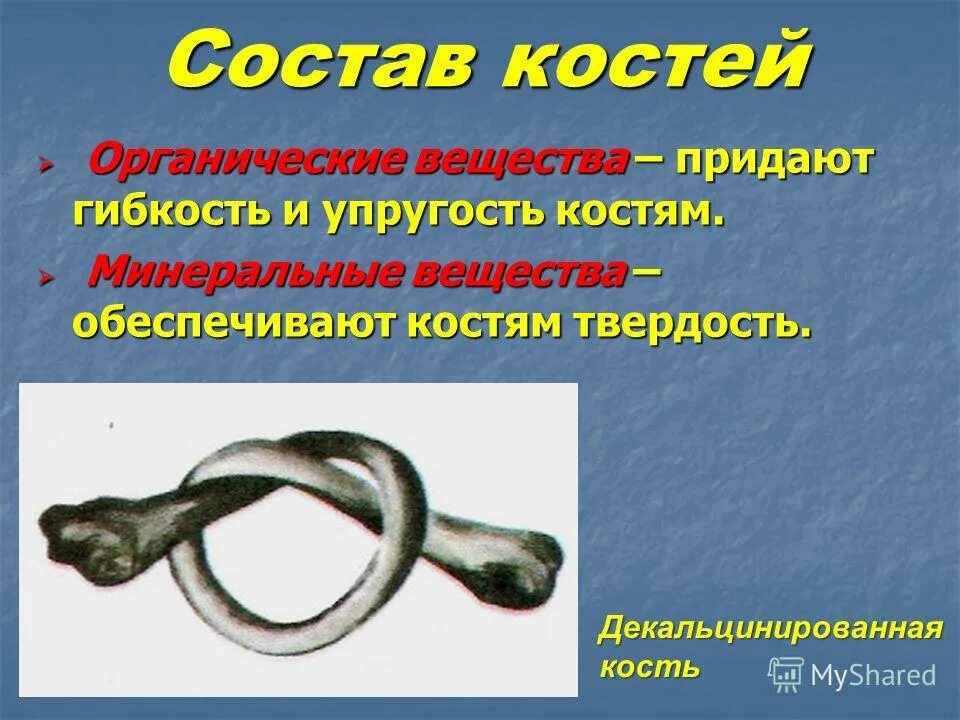 Вещества придающие твердость кости. Органические вещества кости. Органические и Минеральные вещества кости. Органические вещества обеспечивают костям. Упругость кости придает органическое вещество.