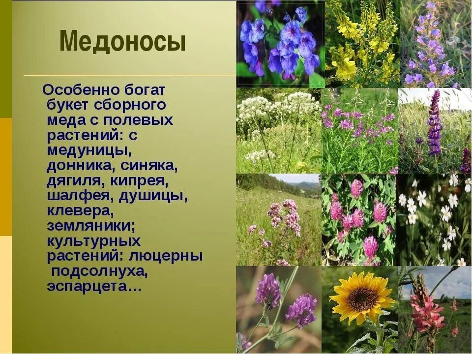 Полевые медоносные растения. Медоносные луговые цветы. Двудольные медоносы. Полевые медоносные цветы Сибири. Луговые растения список