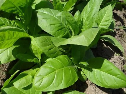 Какие выращивать сорта табака