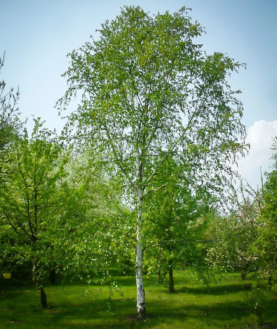 Самое низкое дерево береза. Берёза повислая. Birch Betula pendula. Береза повислая крона. Береза повислая (бородавчатая).