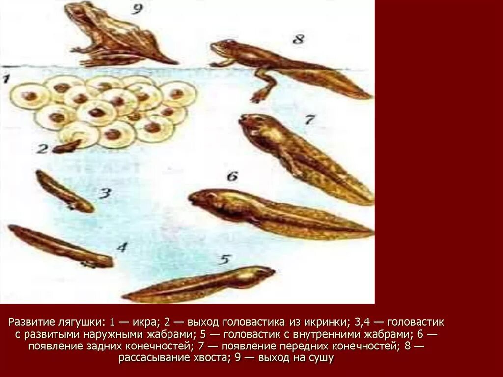 Стадии личинок лягушки. Эволюция лягушки из головастика. Стадия развития прудовой лягушки. Стадия развития лягушки таблица.