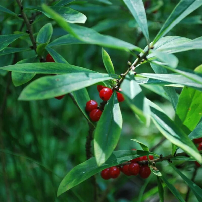 волчье лыко опасное растение детям. моховик зеленый волчье лыко. волчье лыко черные ягоды. сибирская волчья ягода. волчье лыко фото растения.