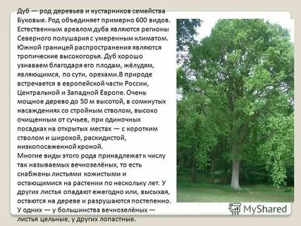 Дерево родов растений
