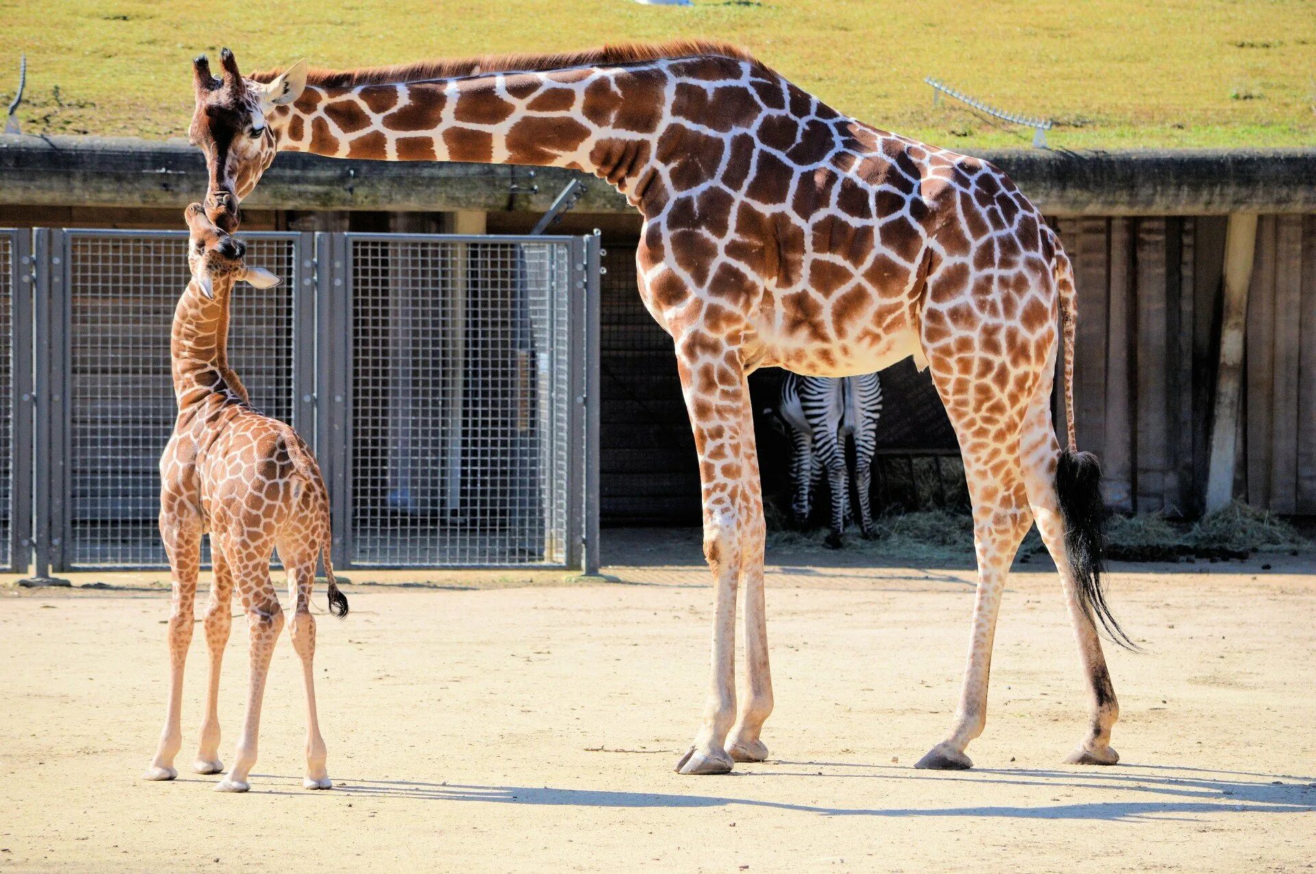 верблюд без воды. слон жираф верблюд. зебра верблюд жираф. верблюд в зоопарке. гибрид жирафа и верблюда.