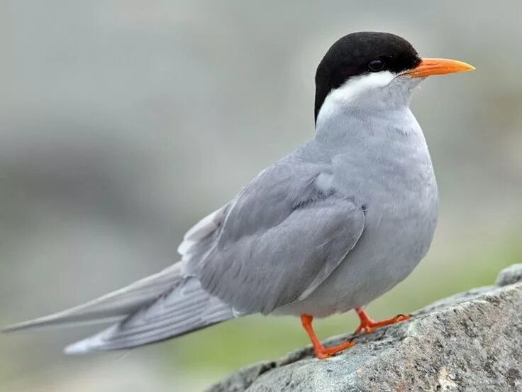 Black tern. Black tern