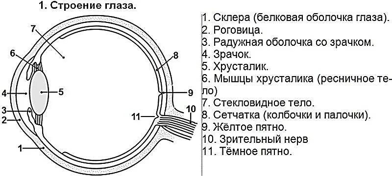 Строение глаза спереди. Схема строения глазного анализатора. Строение зрительного анализатора биология 8 класс. Строение глаза вид сбоку.