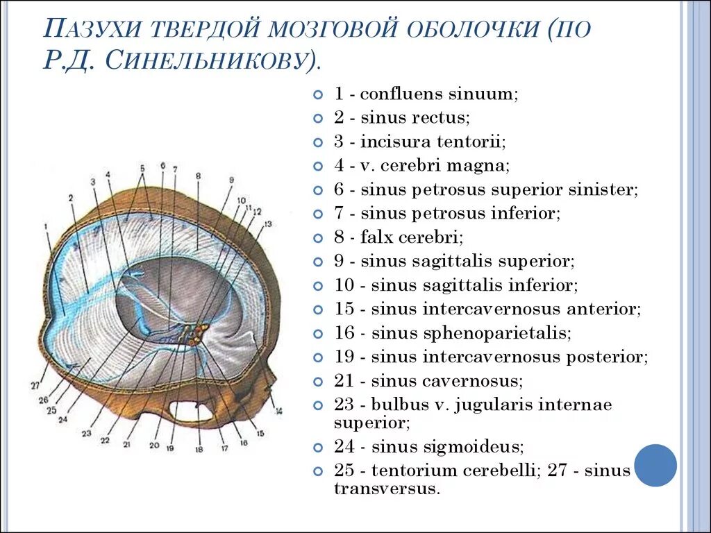 Синус оболочки мозга