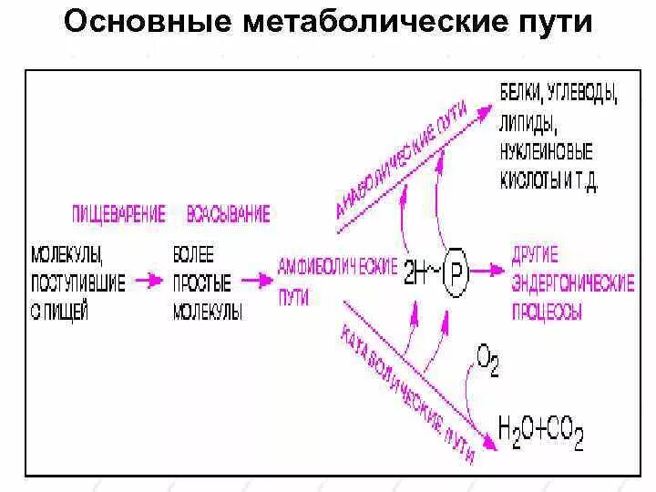 Никотин обмен веществ. Общие пути метаболизма. Метаболические пути биохимия. Понятие о метаболизме и метаболических путях биохимия. Общий метаболический путь.