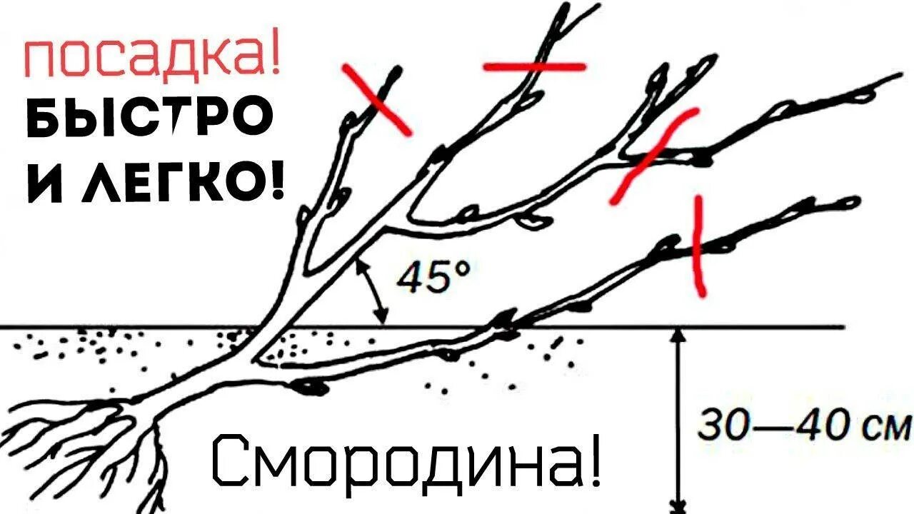 Схема посадки черной смородины весной. Схема посадки черной смородины осенью. Посадка черной смородины осенью. Правильная посадка смородины. Высадка смородины