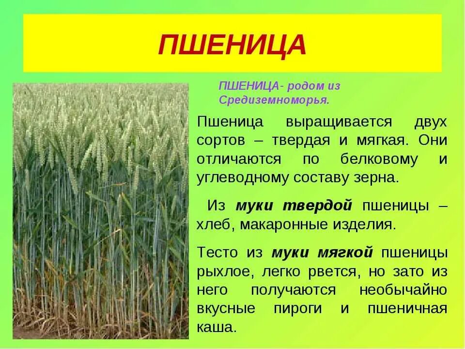 Какие зерновые культуры выращивали в россии. Культурные растения зерновые культуры. Культурные растения пшеница. Сообщение о пшенице. Пшеница доклад.