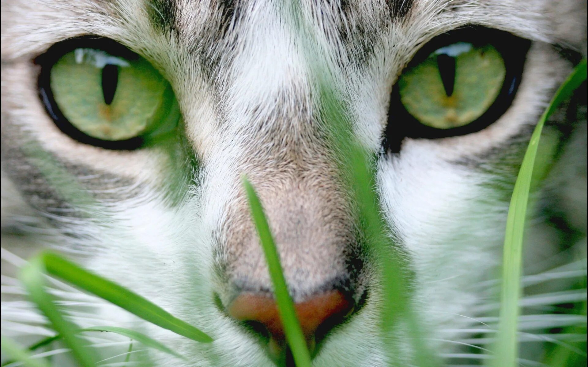 Глазки кошечки. Кошка с зелеными глазами. Глаза кошки. Кошачий глаз. Красивая морда кошки.
