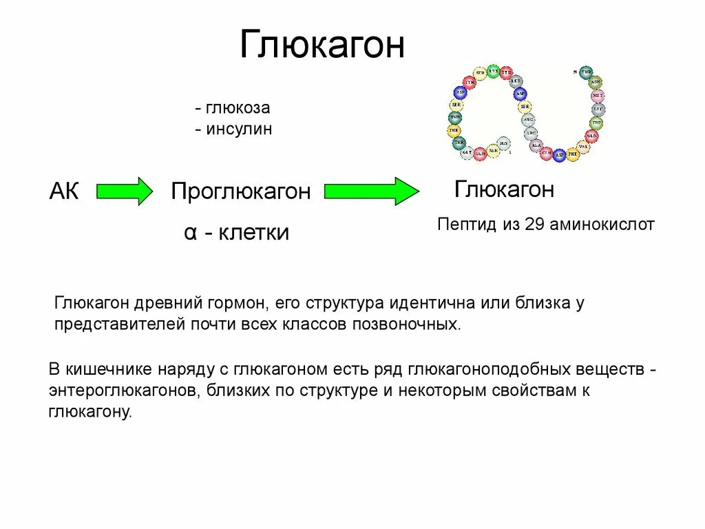 Глюкагон фермент. Глюкагон строение биохимия. Глюкагон гормон структурная формула. Глюкагон функции гормона. Глюкагон хим строение.