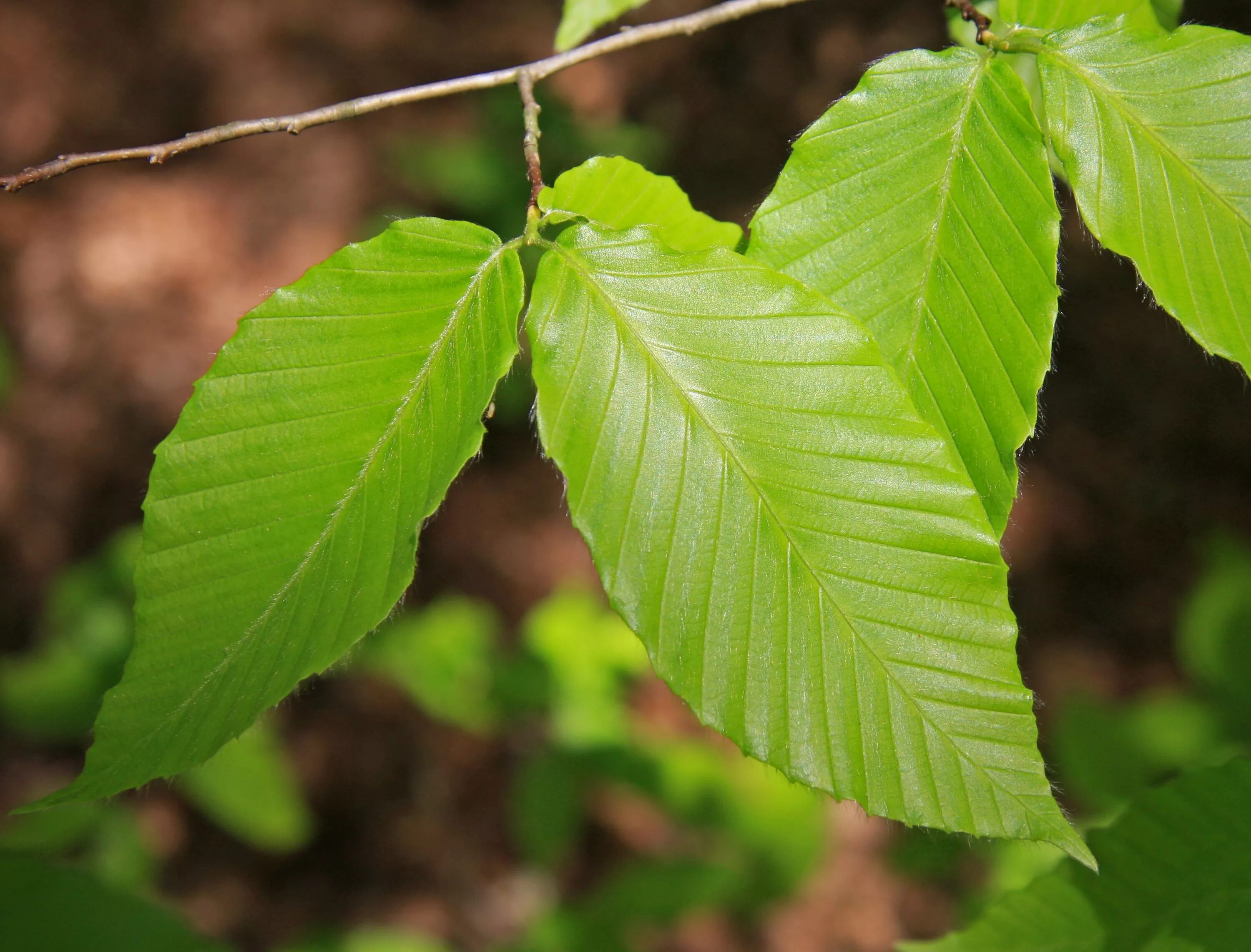 Какие листья сладкие. Fagus grandifolia дерево. Бук крупнолистный. Бук Лесной листья. Бук дерево листья.