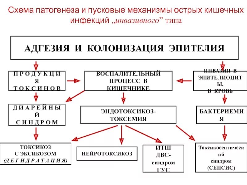 Острые кишечные инфекции этиология. Острые кишечные инфекции патогенез. Патогенез кишечных инфекций. Патогенез кишечных инфекций. Патогенез кишечной инфекции.