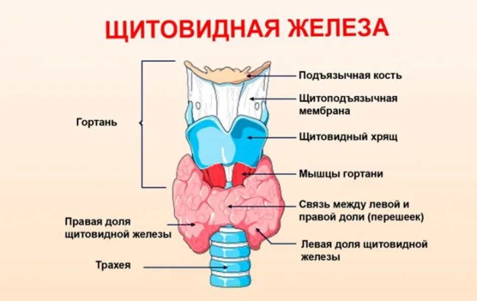 В какую систему входит щитовидная железа