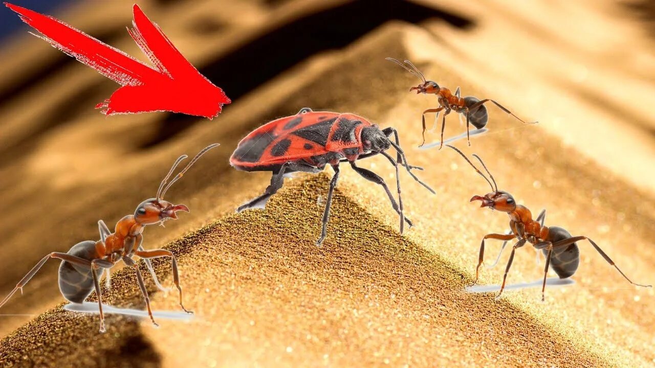Муравьиный король что это