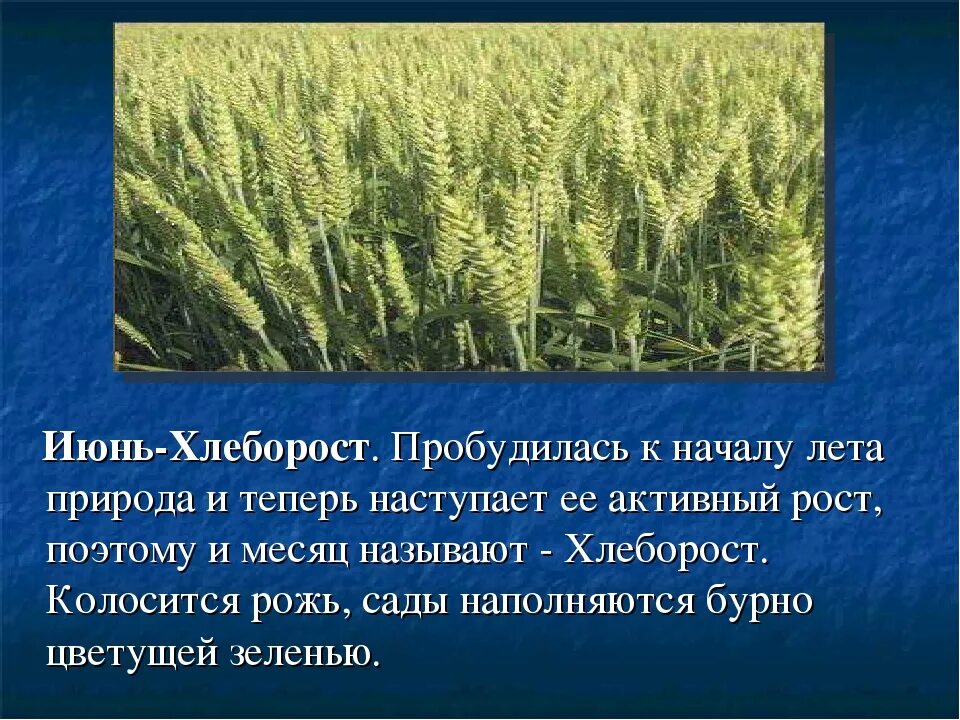 20 22 почему так называется. Почему июнь хлеборост. хлеборост месяц. месяц июнь называют хлеборост. почему июнь называется июнем.