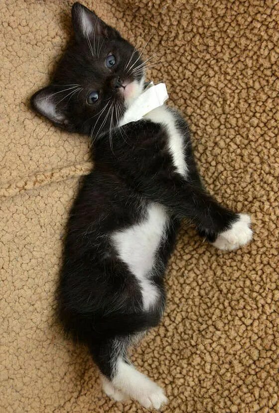 Котенок черно-белый. Черный котенок с белыми лапками. Черный и белый котенок. Котята чёрно белые. Stupid little kitten