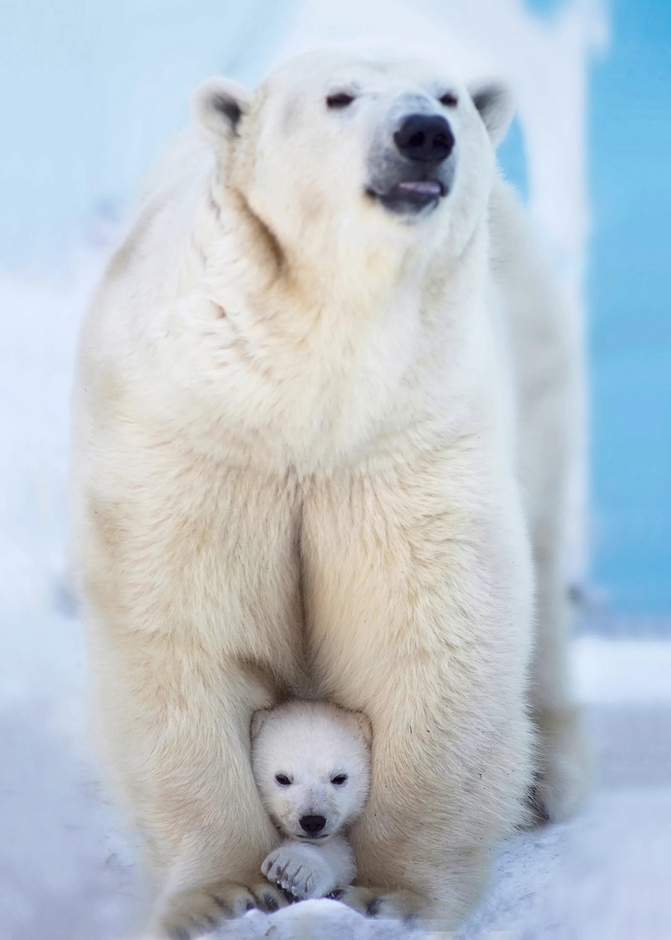 Новосибирский зоопарк медведи. Новосибирский зоопарк белые медведи. Белый Медвежонок. Белый медведь в зоопарке.