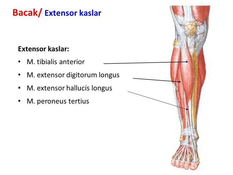 M extensor digitorum. M extensor digitorum longus. hallucis longus. m peroneus longus и m tibialis anterior. peroneus longus мышца.