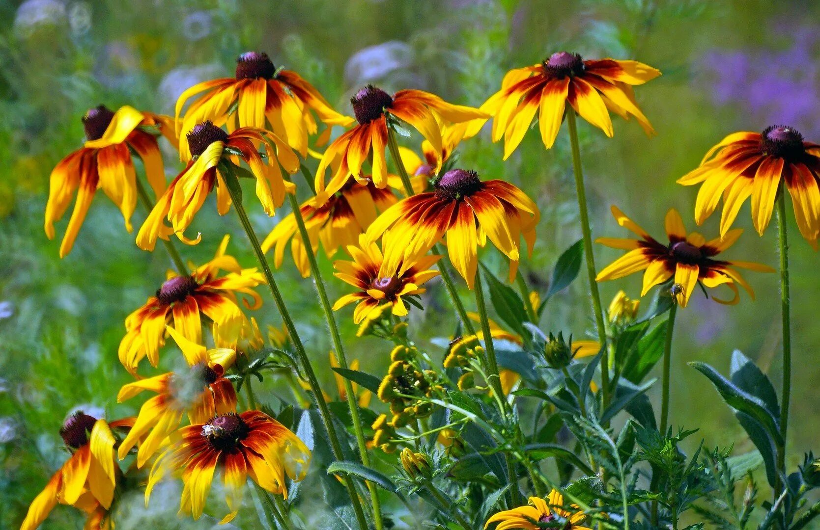 Рудбекия в открытом грунте. Рудбекия волосистая морено. рудбекия (rudbeckia). рудбекия янтарь многолетняя. рудбекия &#039;goldsturm&#039;.