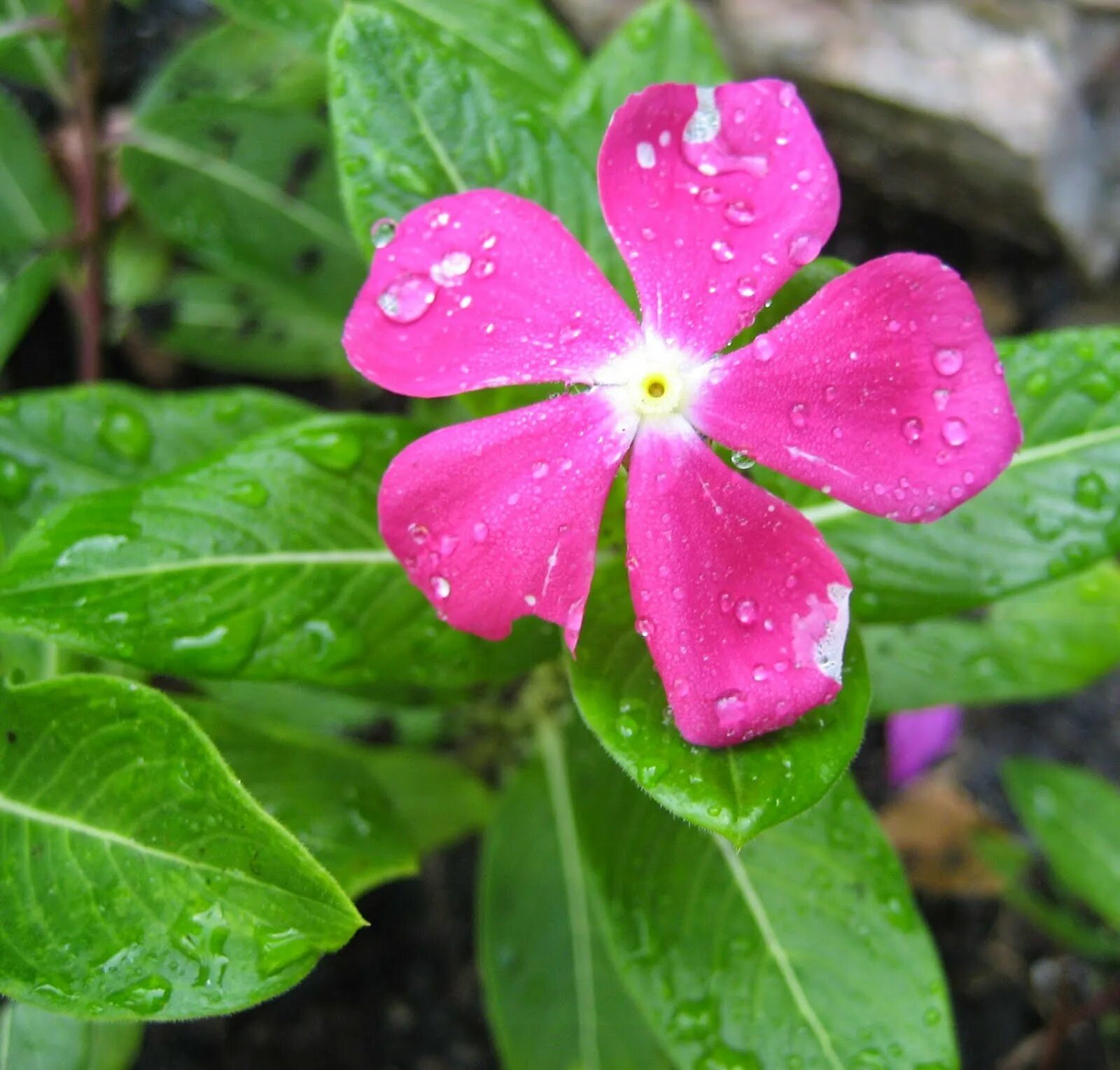 Catharanthus roseus. Catharanthus ovalis. Катарантус розовый ГФ. Катарактус