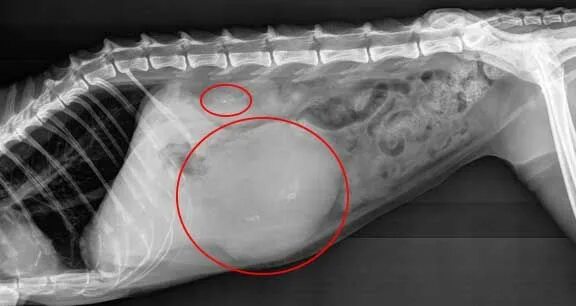 Копростаз. Копростаз у взрослого. Рентген кишечника собаки. Лечение копростаза. Копростаз у взрослого.