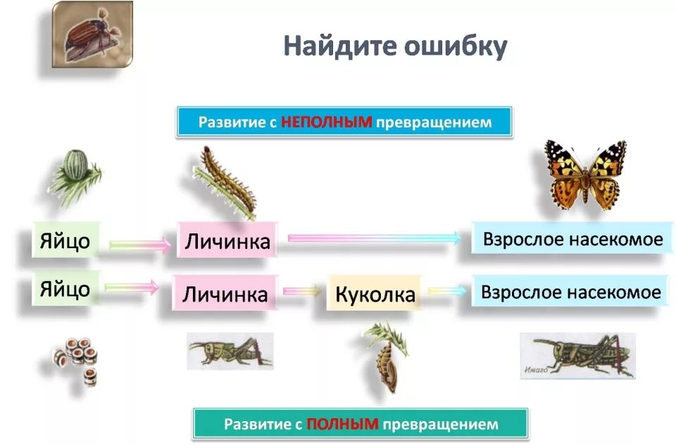 Шершень полное или неполное превращение. Цикл развития насекомых схема. Циклы развития насекомых 7 класс. Цикл развития насекомых 4 класс. Размножение и развитие насекомых 7 класс биология.