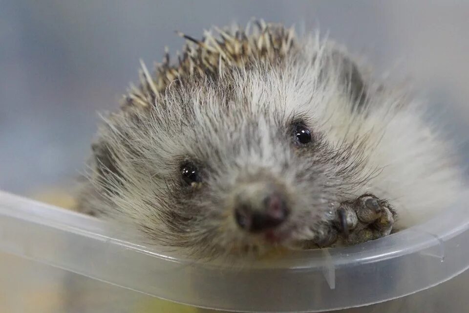 мокрая травка маленький ежик. блинский ёж. мокрая травка маленький ежик. мокрая травка маленький ежик. ежик 2 недели.