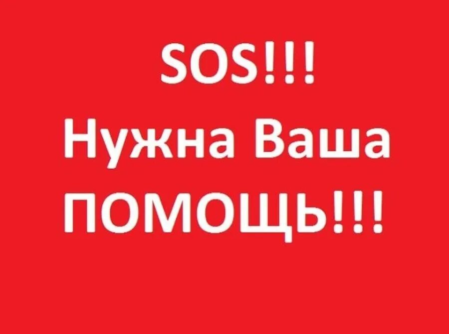 Срочно нужна помощь. Сос спасите собаку. Сос нам нужна помощь она здесь ремикс. Сос нам нужна помощь она здесь ремикс. Сос нужна помощь картинки.