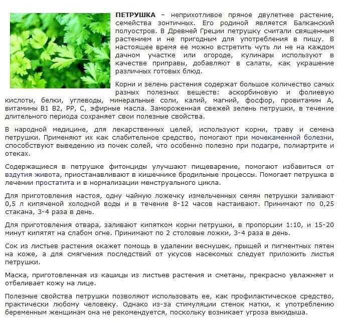 Полезные качества петрушки для детей. Петрушка лекарственное растение. Можно ли пить петрушку. Петрушка полезные средства. Полезные свойства зелени.