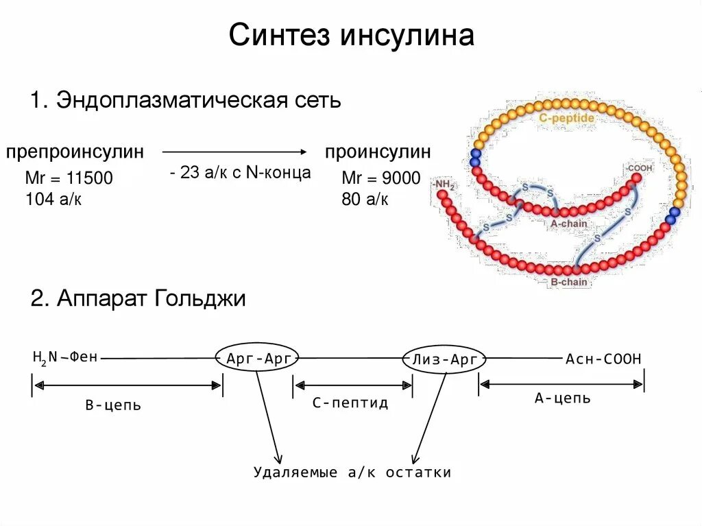 Синтез инсулина последовательность. Фазы синтеза инсулина схема. Индукция синтеза инсулина. Образование инсулина из проинсулина биохимия. Инсулин схема.