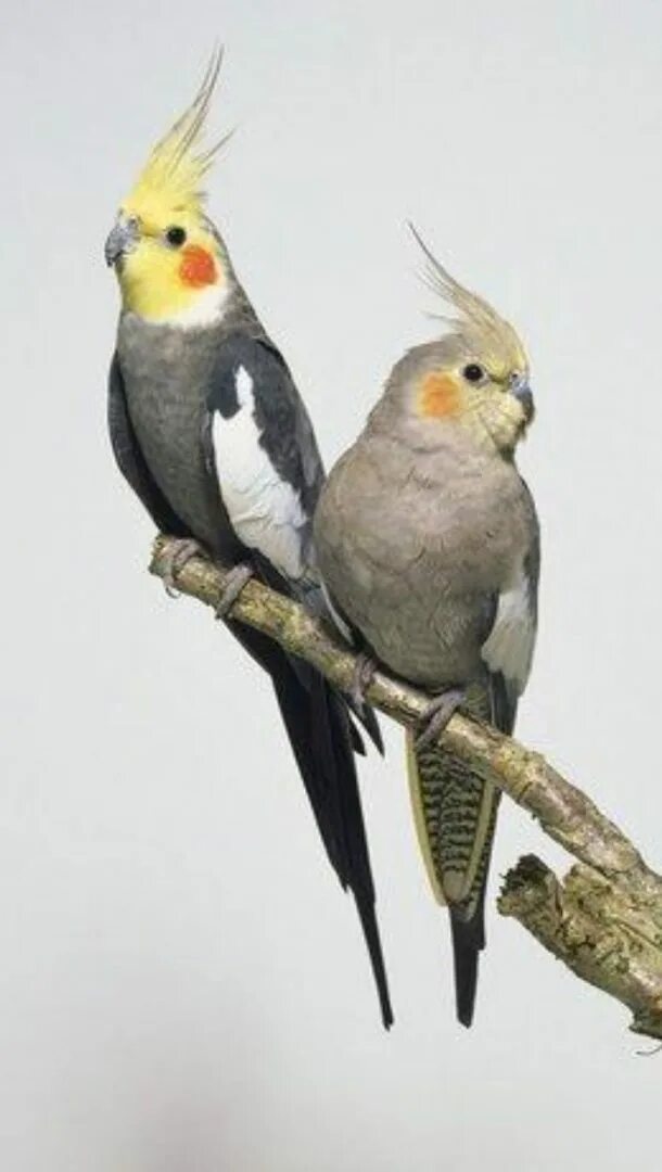Корелла самка и самец. Попугай корелла. Попугай корелла лютино самка. Попугай корелла самец. Корелла попугай лютино самец.