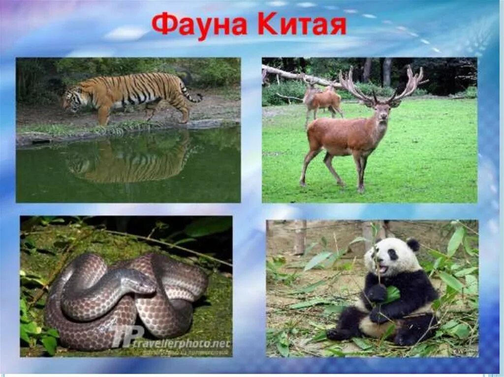 Животные обитающие в московской области. Презентация на тему фауна. Флора и фауна тундры. Животный мир башкортостана. Представители флоры и фауны тайги и тундры.