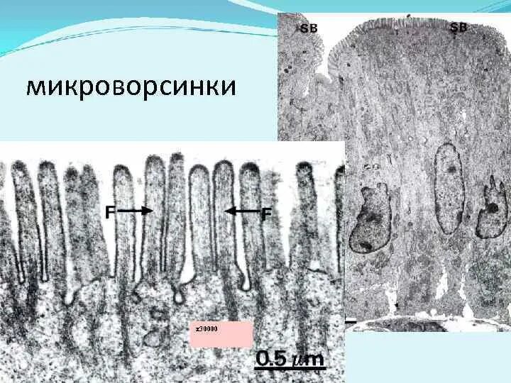 Гистологическая терминология. Гистологическая терминология