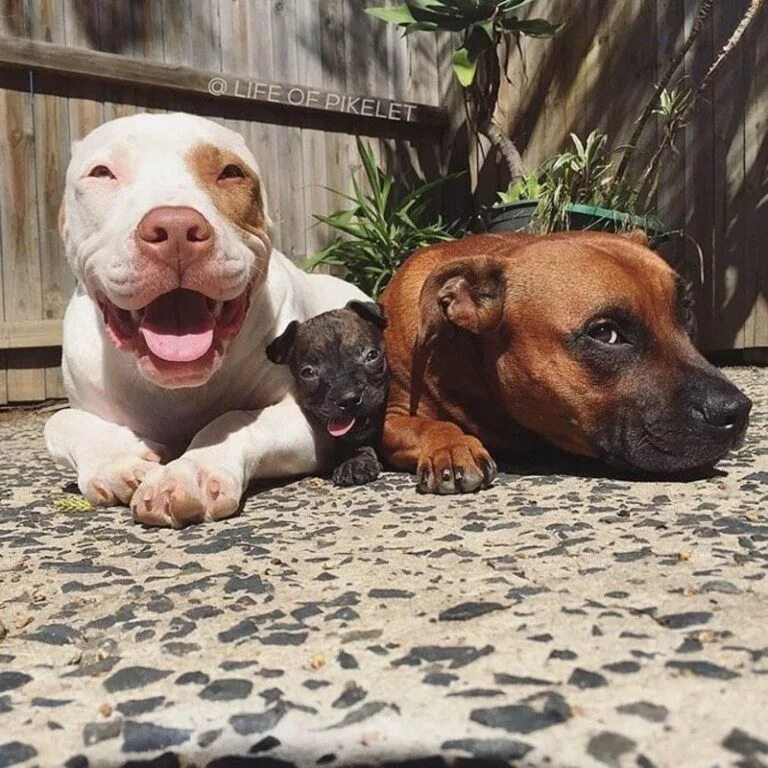 Порода собак лабрадор. Взрослые щенки. Взрослые собаки. Лабрадор ретривер золотистый гладкошерстный. Лабрадор собака маленькие.