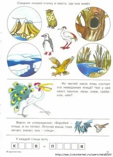Рабочий лист класс птицы