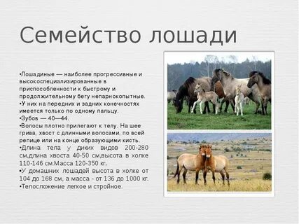 Лошадь это парнокопытное или нет