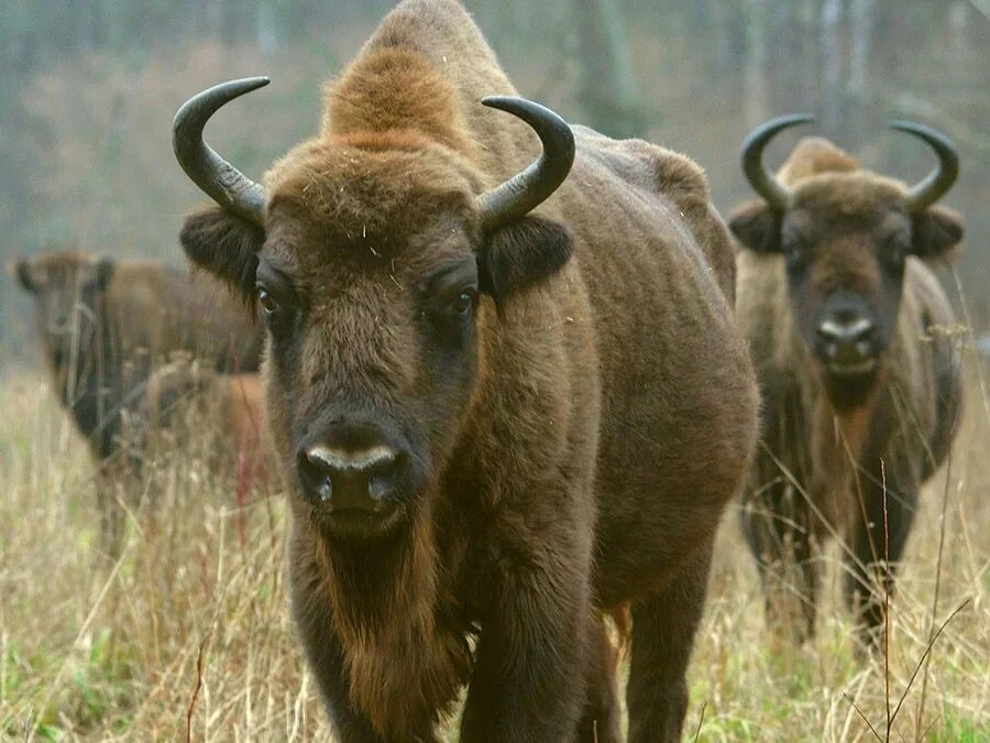 Орловское полесье бизон. Орловское полесье бизон. Орловский зубр. Орловское полесье бизон. Зубр европейский орловское полесье.